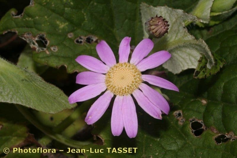 Pericallis