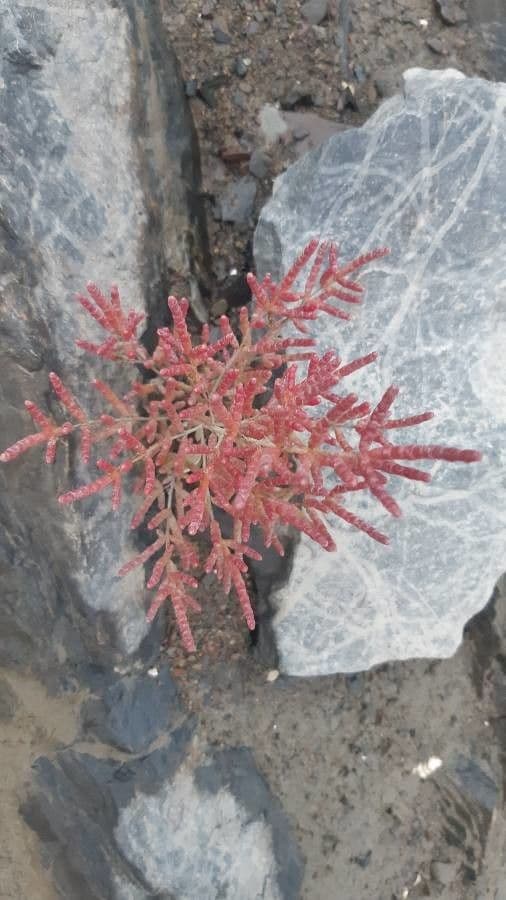 Rote Glasmalve 9