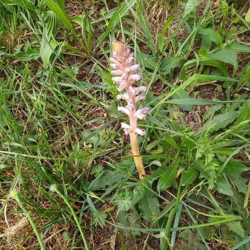 Australian broomrape 2