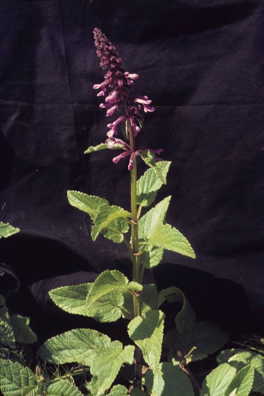 Stachys chamissonis 7