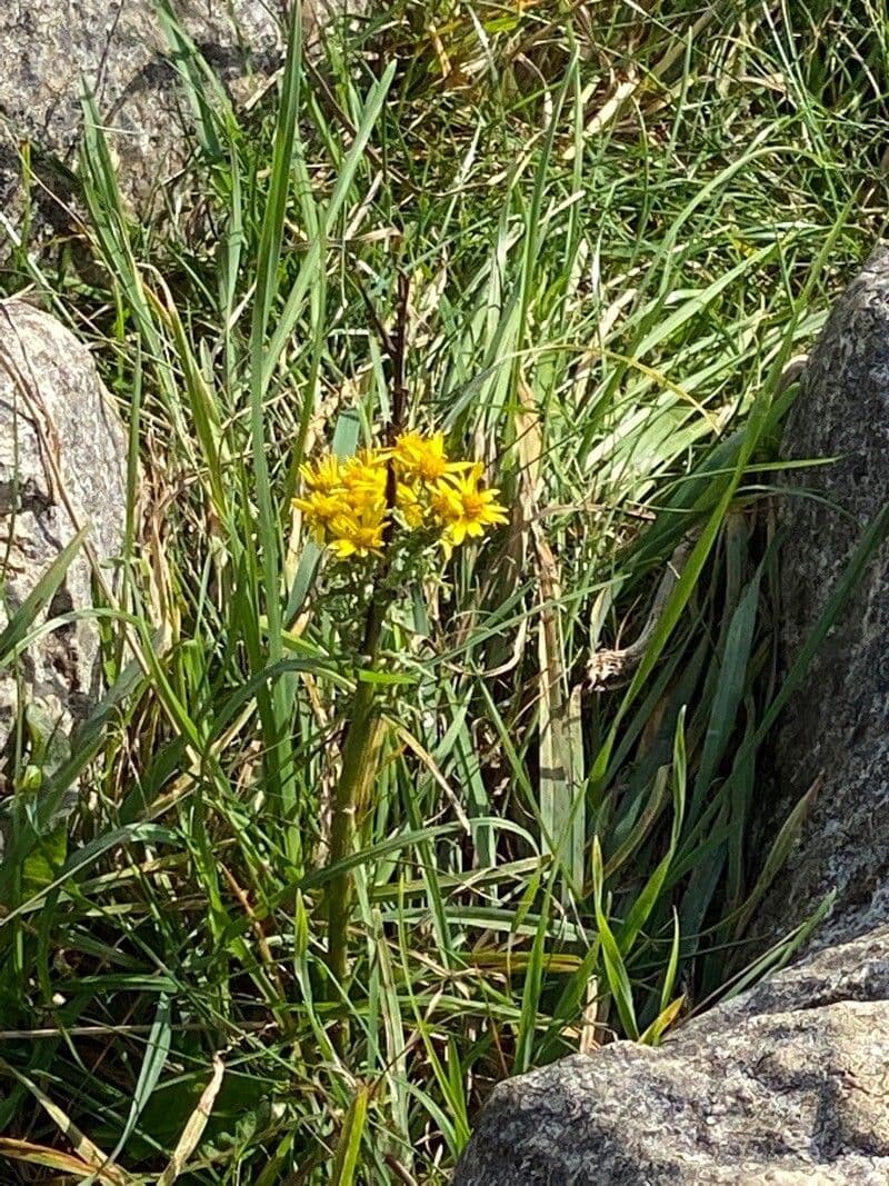 Tephroseris helenitis 7