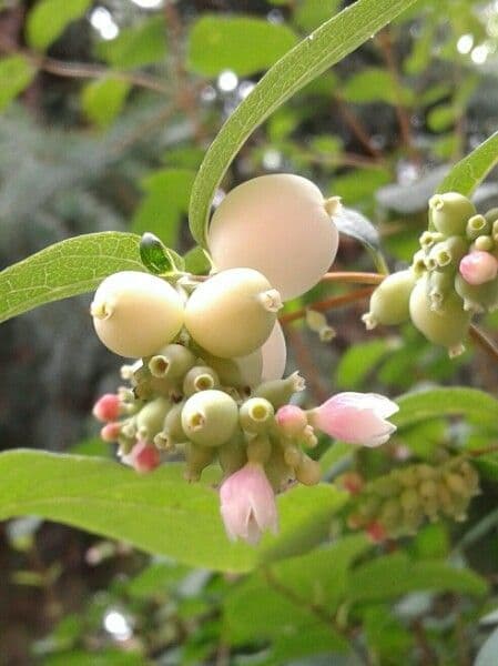 Gaultheria