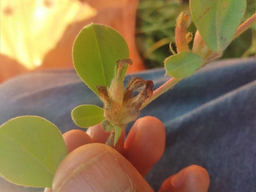 Tripodion tetraphyllum 16
