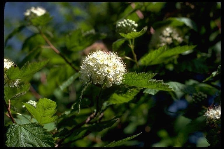 Physocarpus capitatus 5