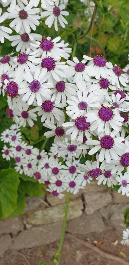 Pericallis 5
