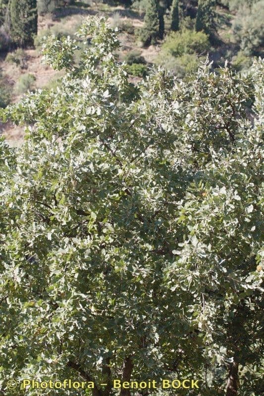 Valoneiche 8