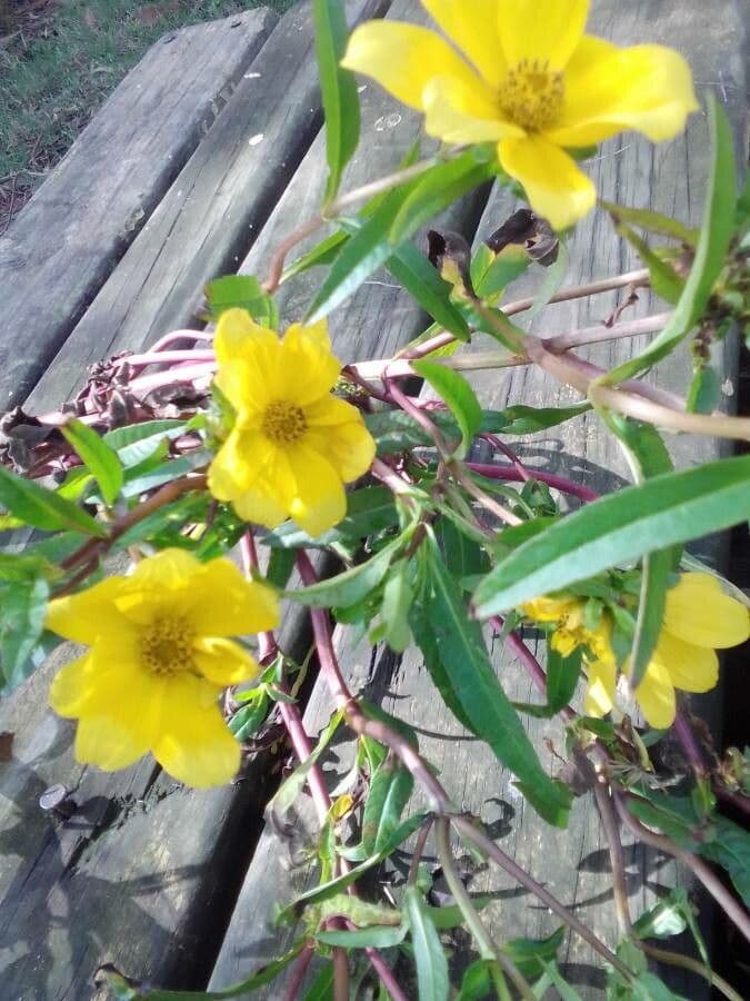 Bidens laevis 5