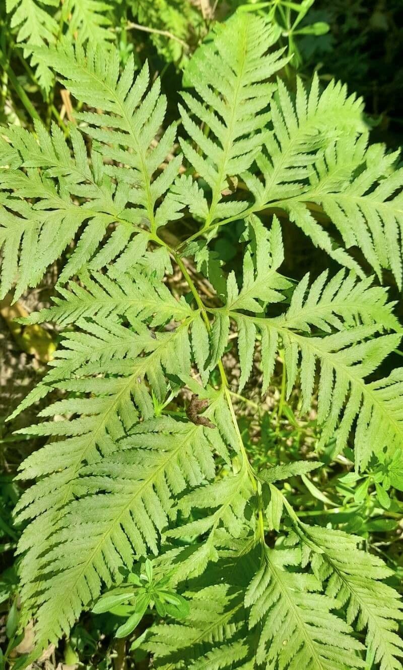 Pteris tremula 5
