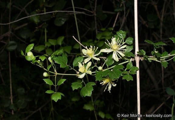 Clematide a pochi fiori 7