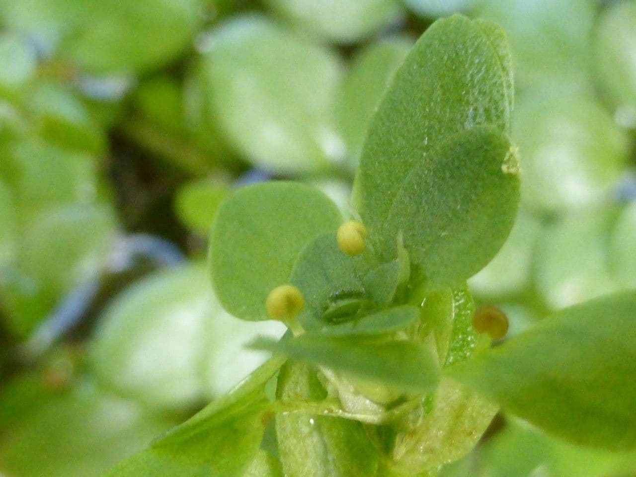 Callitriche brutia 7