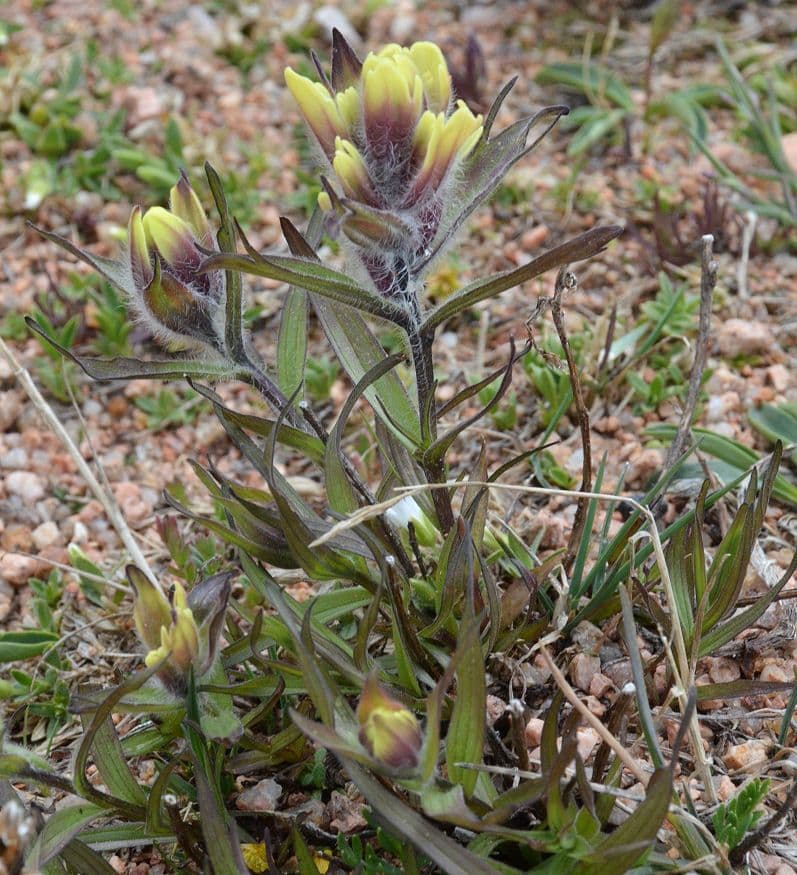 Castilleja 9