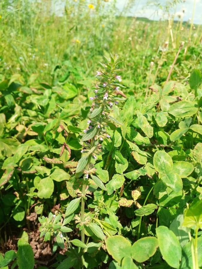 Hedeoma 5