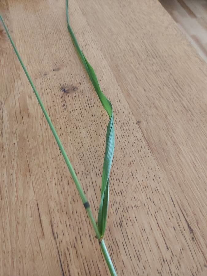 Festuca gigante 12