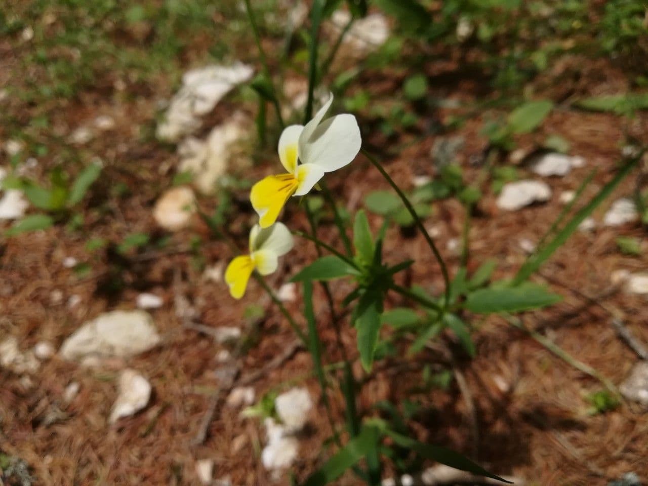 Wildes Stiefmütterchen 14