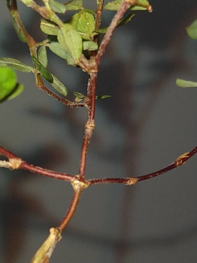 Kummerowia striata 17