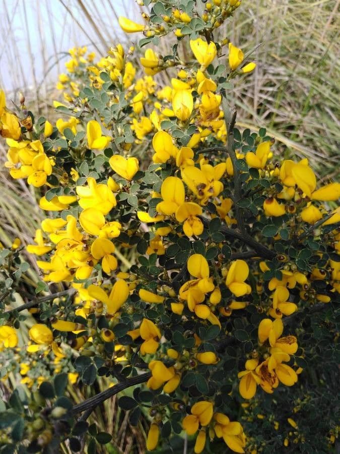 Calicotome spinosa 5