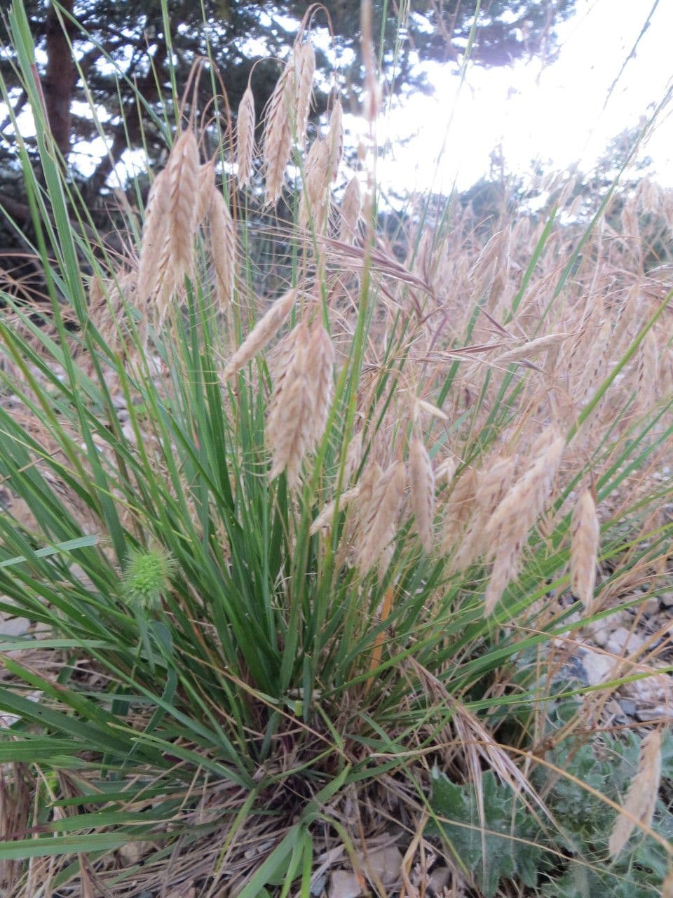 Bromus squarrosus 11
