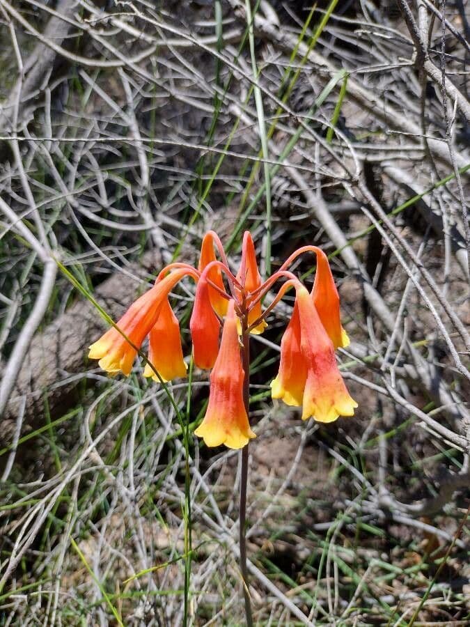 Blandfordia nobilis 3