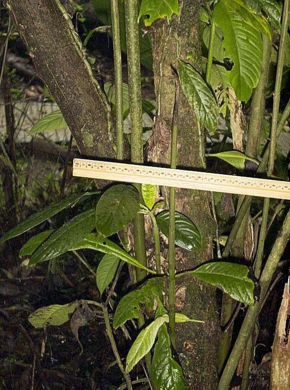 Siparuna pauciflora 8