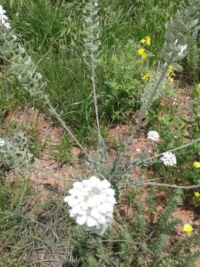 Lepidium 9
