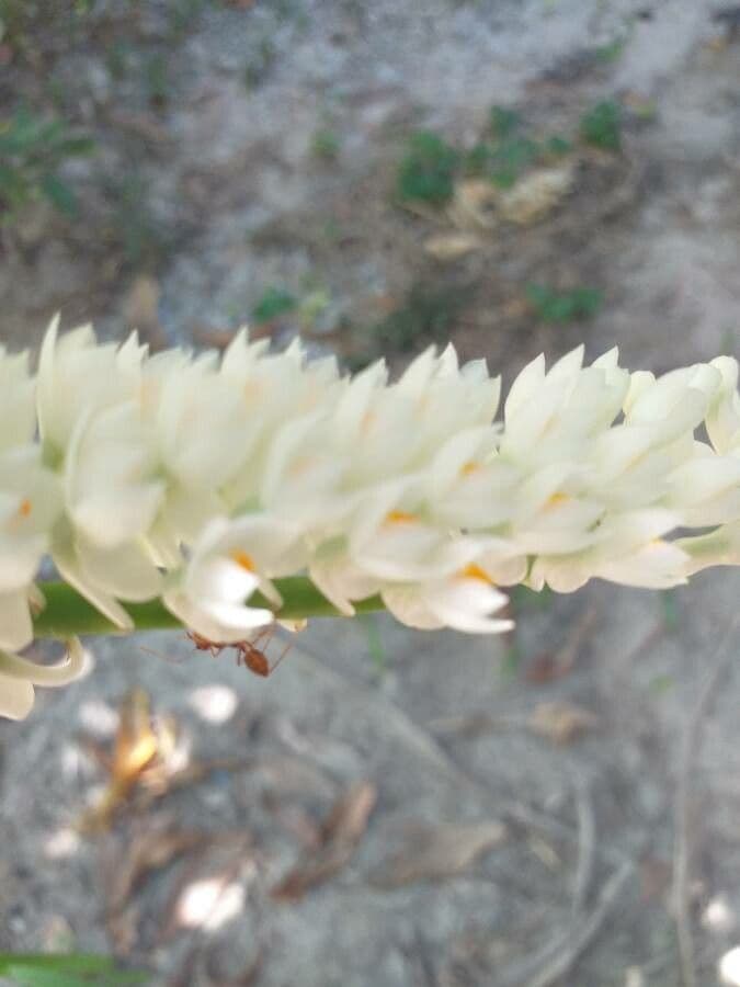 Dendrobio secondario 3