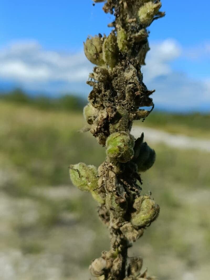 Verbasco phlomoides 27