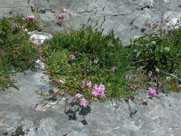 Steinrose 7