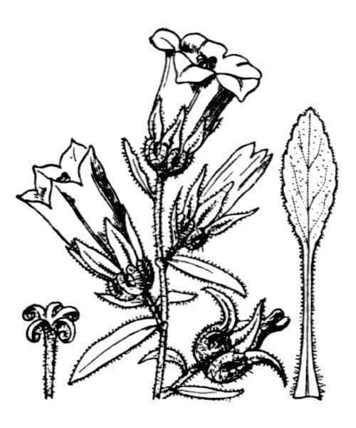Canapetta 27