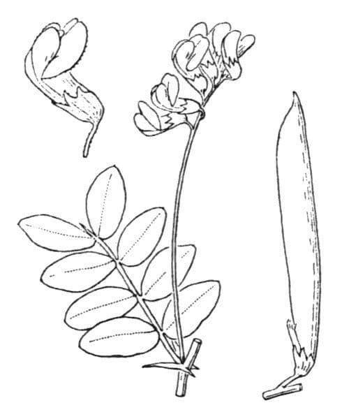 Cicerchia nera 26