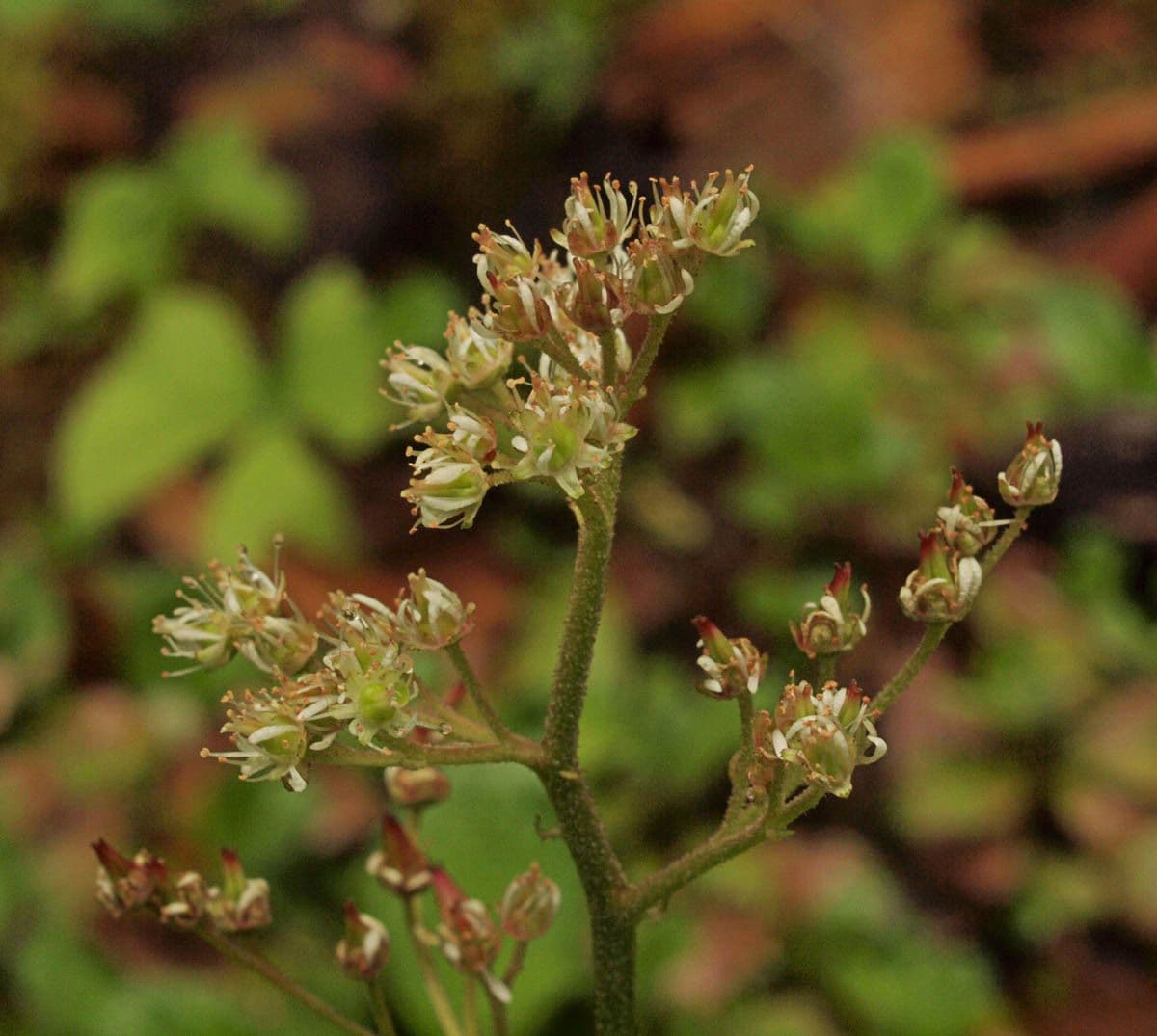 Leptarrhena