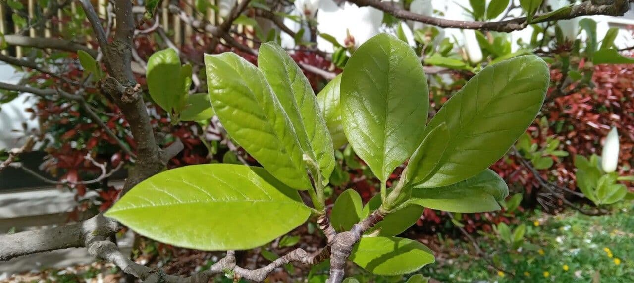 Magnolia denudata 19