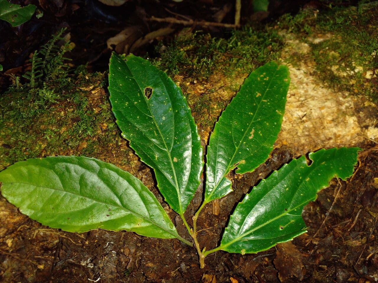 Macrohasseltia macroterantha 4