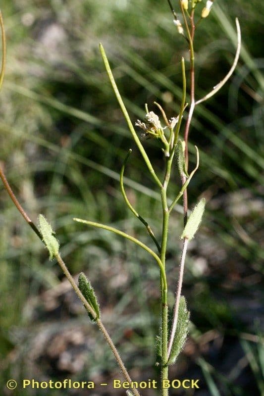 Arabetta alpina 23