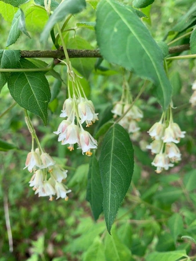 Staphylea trifolia 9