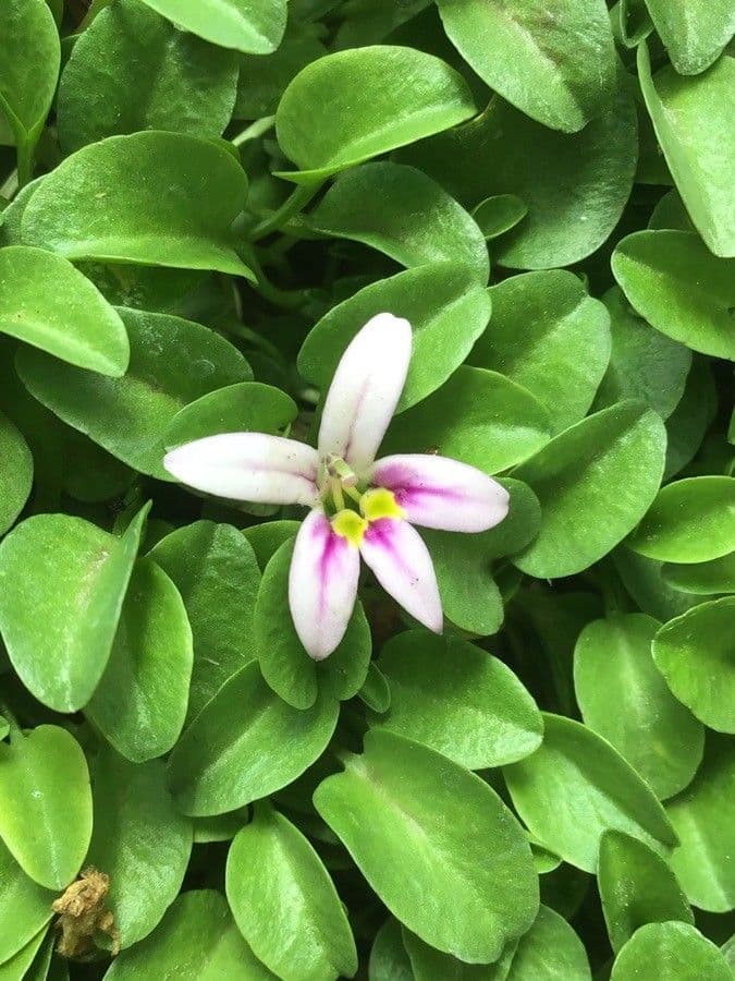Lobelia 2