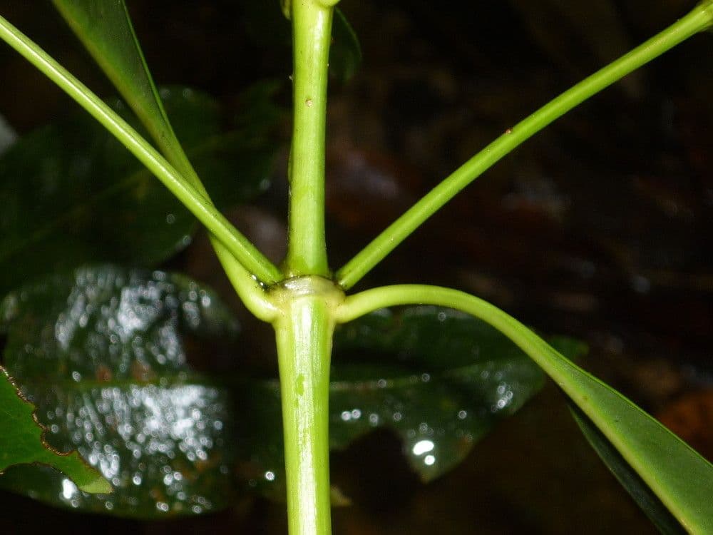Thiollierea 13