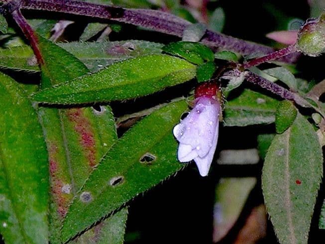 Centradenia 2