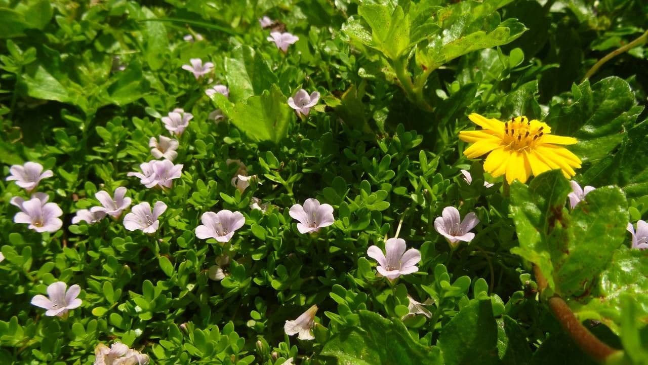 Brahmi 9