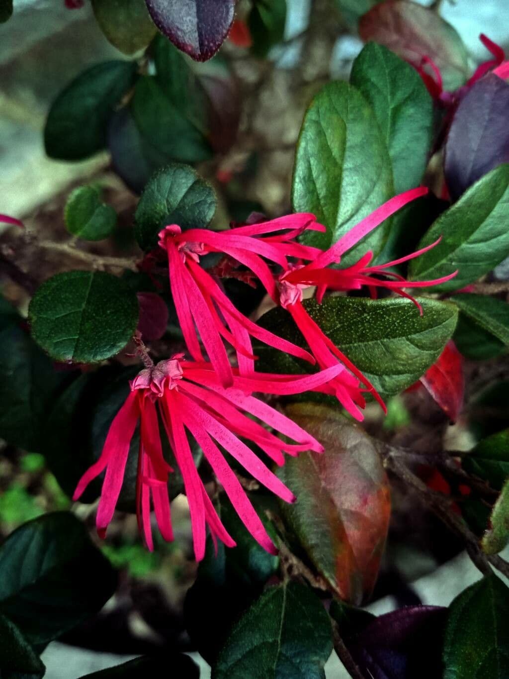 Loropetalum cinese 9