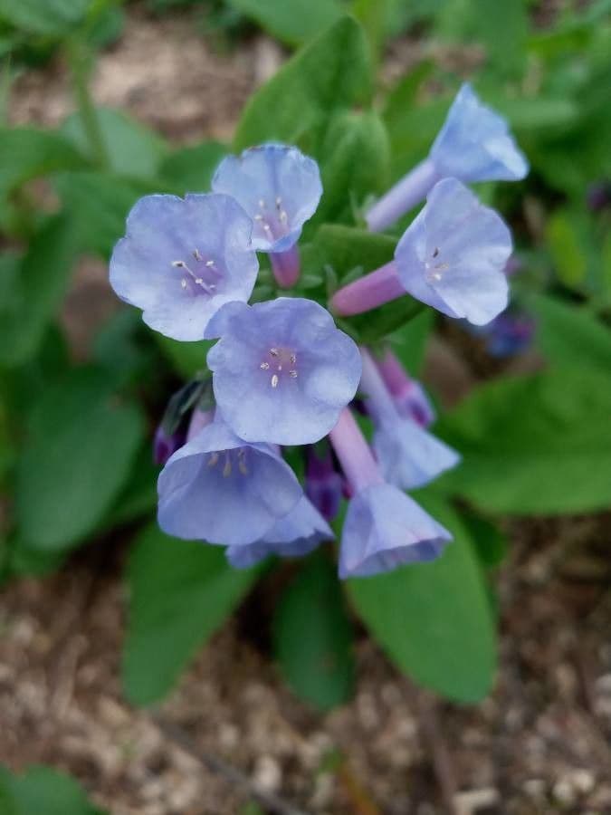 Virginisches Blauglöckchen 2