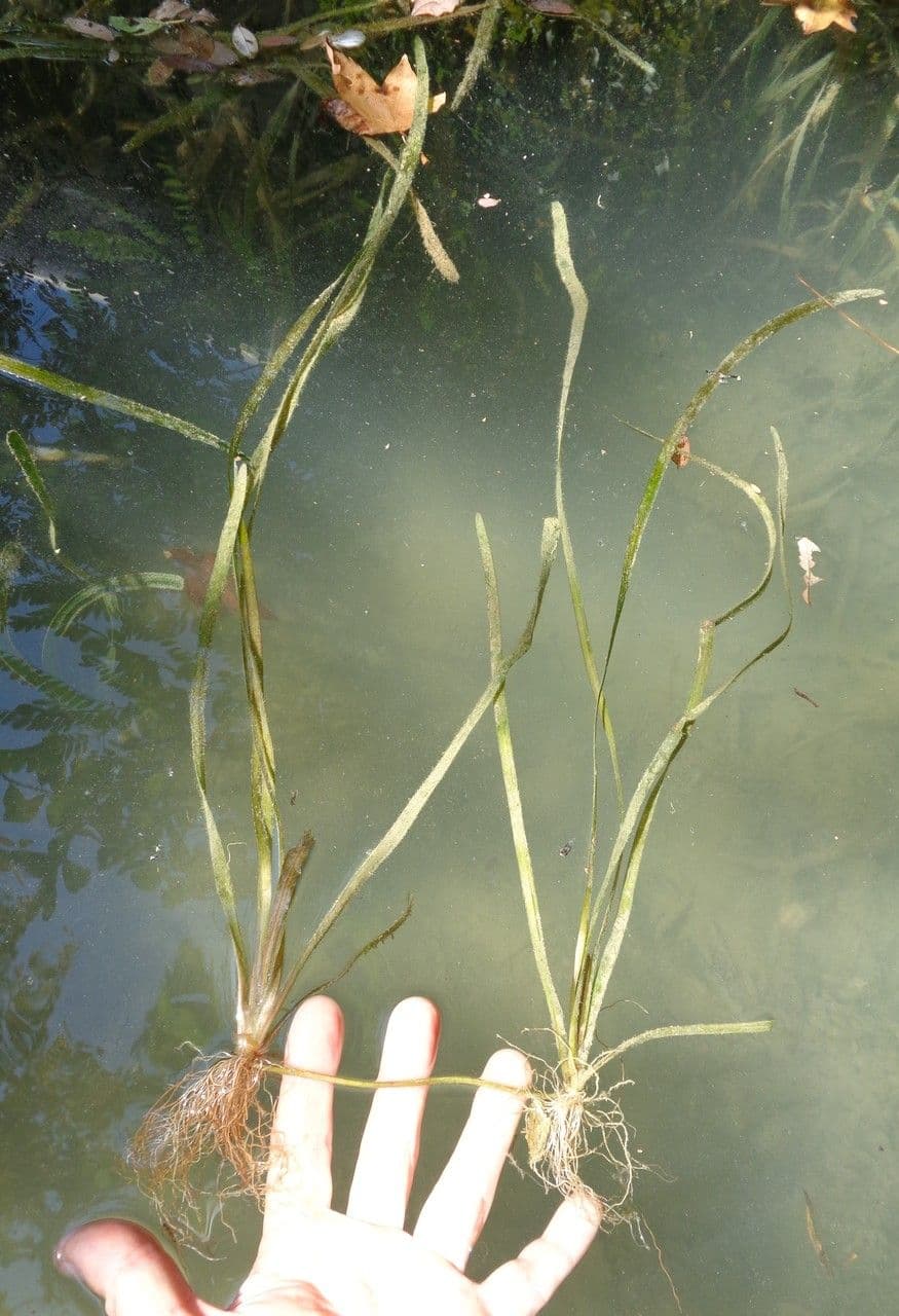 Vallisneria a spirale 9