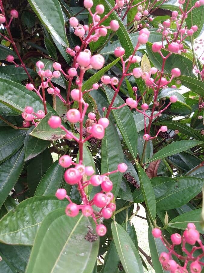 Miconia 4