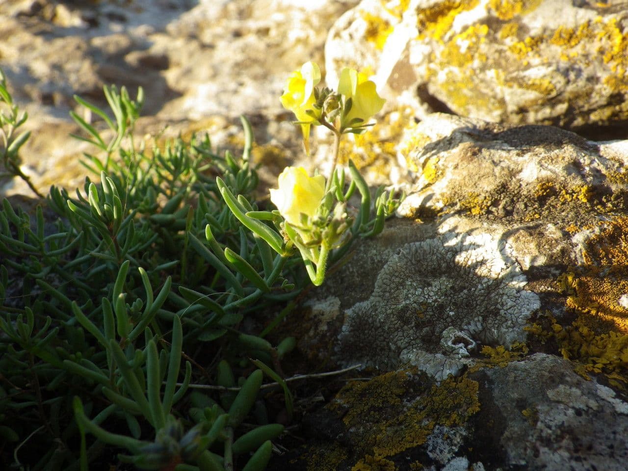Linaria supina 11