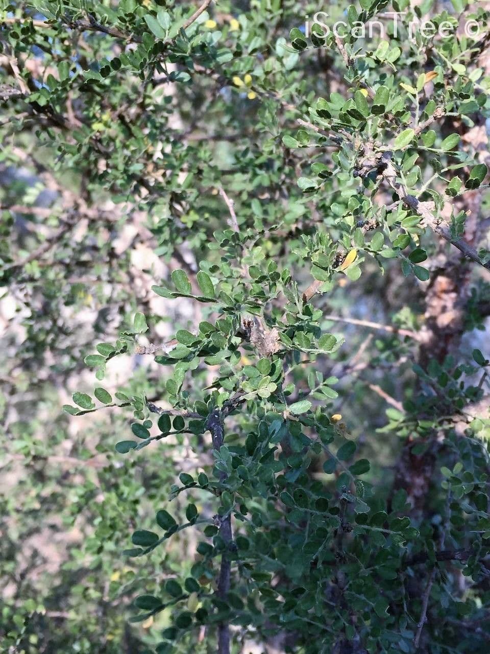 Ormocarpum 11