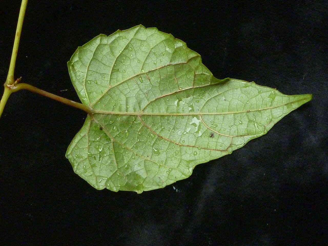 Vitis" 6