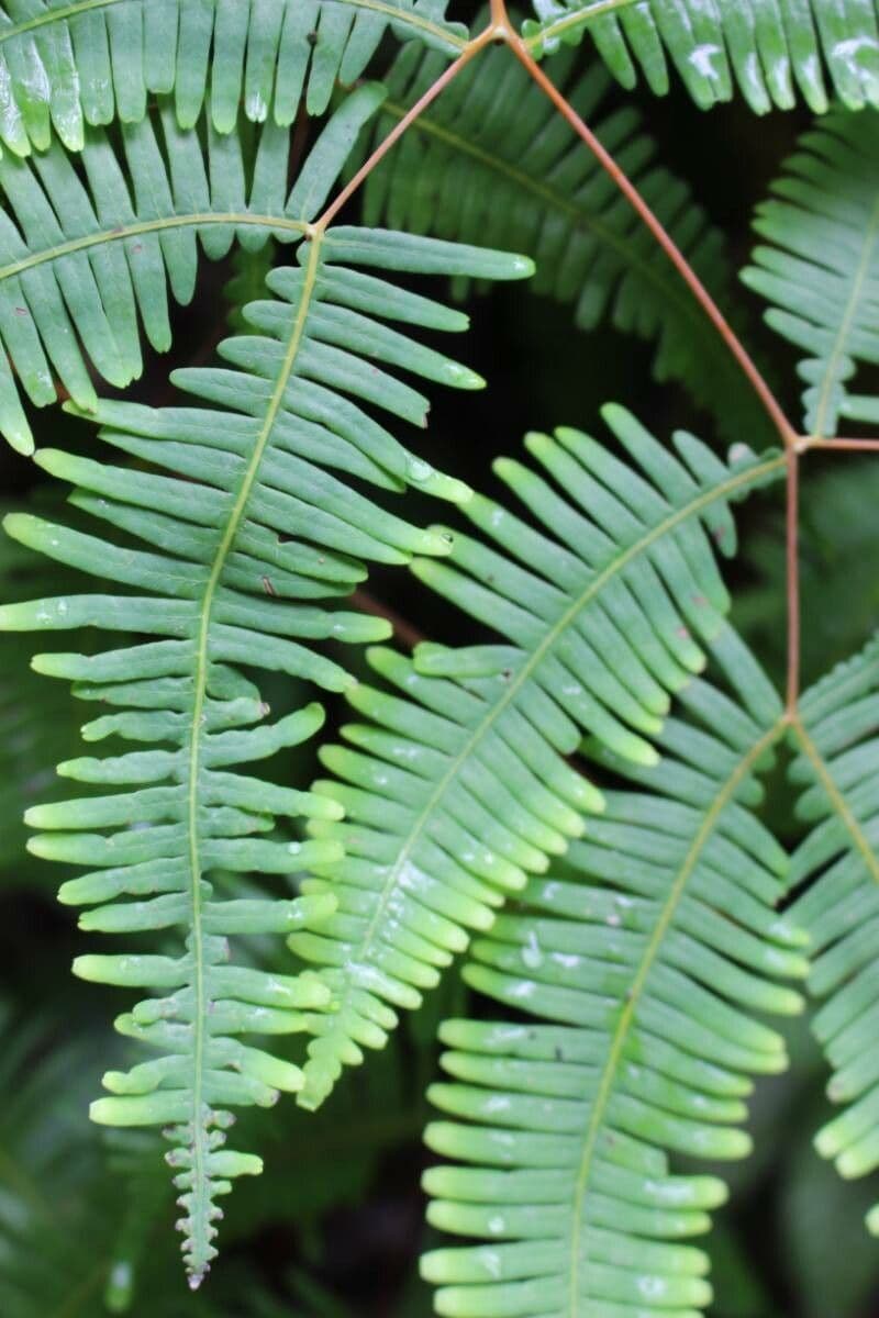 Dicranopteris linearis 9