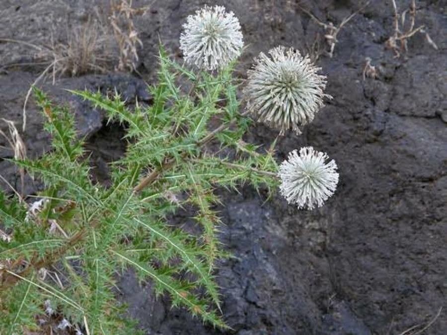 Cardo erizo 2