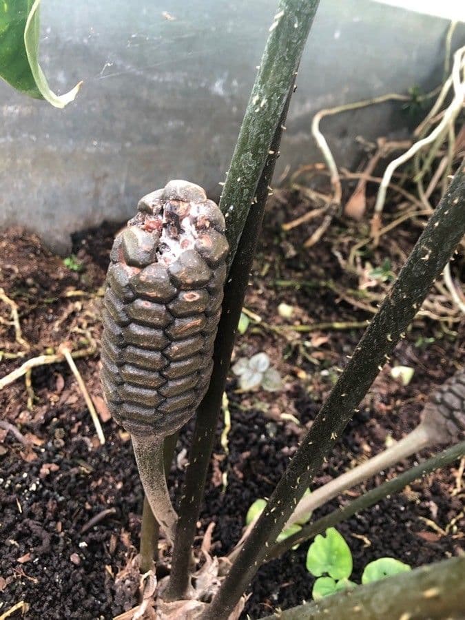 Zamia
