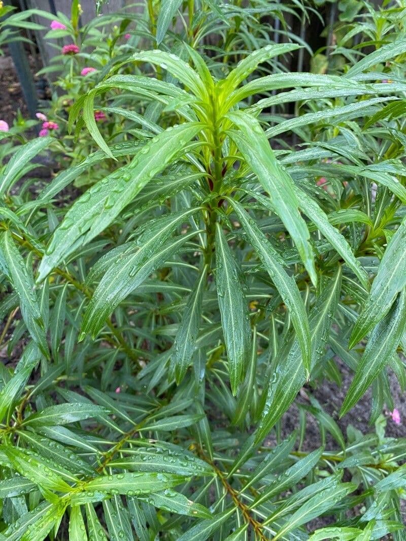 Lobelia lassiflora 19