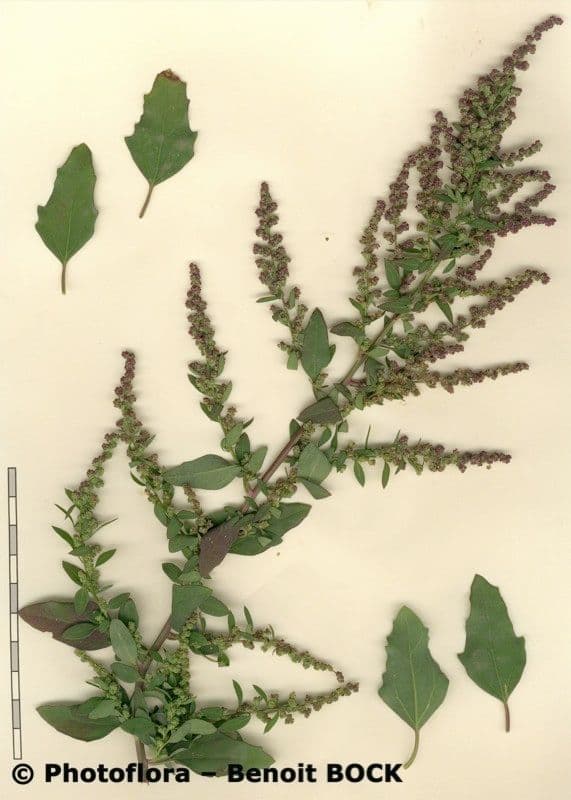 Chenopodio rigido 26